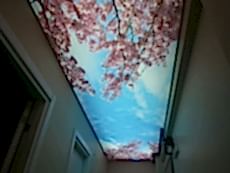 Barisol gergi tavan  modelleri