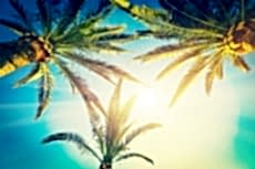 Palmiye Resimleri gergi tavan modelleri