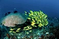 Su Alt� Resimleri gergi tavan modelleri