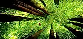 gergi tavan da al��pan haz�rl���