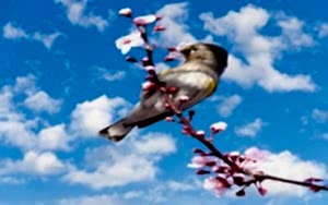 Ankarada  gergi tavan malzemesi sat�� merkezi.